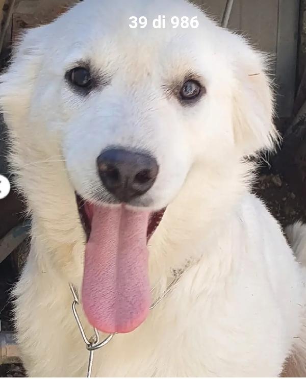 Bianca 8mesi meravigliosa cresce in canile.MOLISE Foto 2